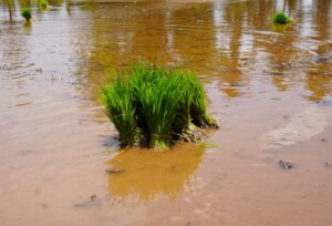 Wody Polskie i ich rola w zarządzaniu kryzysowym na rzekach – powódź i susza