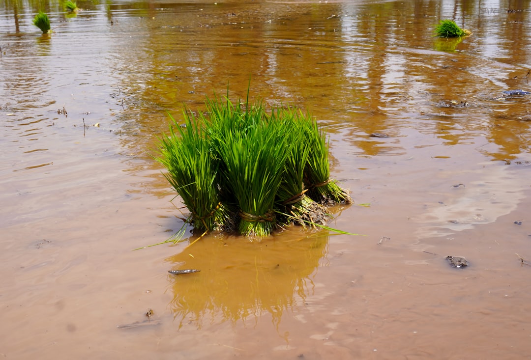Wody Polskie i ich rola w zarządzaniu kryzysowym na rzekach – powódź i susza